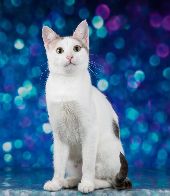 Москва. Мэри - киса в добрые руки