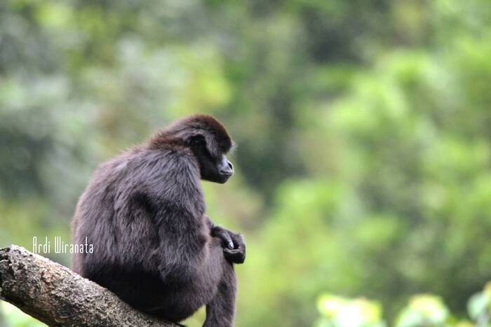 Карликовый гиббон (Hylobates klossii).