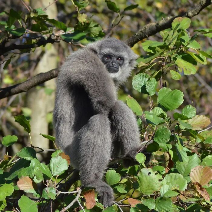 Серебристый гиббон (Hylobates moloch).