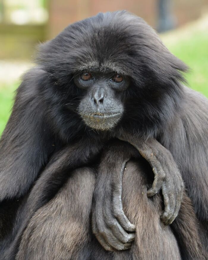 Гиббон Мюллера (Hylobates muelleri).