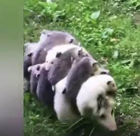 Насчитали общими усилиями 12 опоссумов!