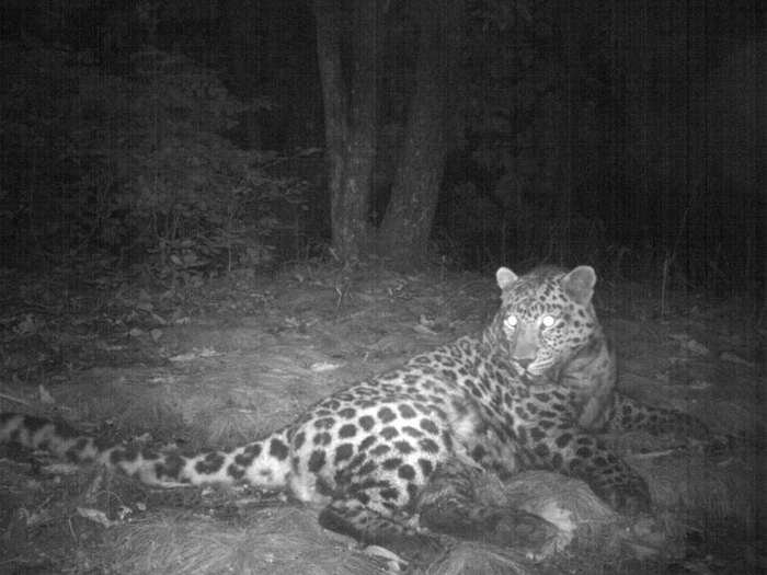 Виктор нагулял животик. Так хищник готовится к зиме, набирая жир)