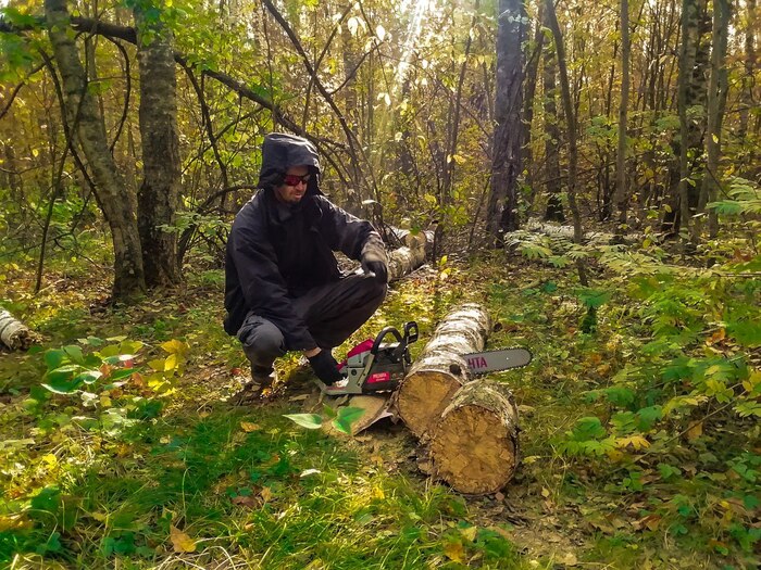 Пилим упавшую березу.