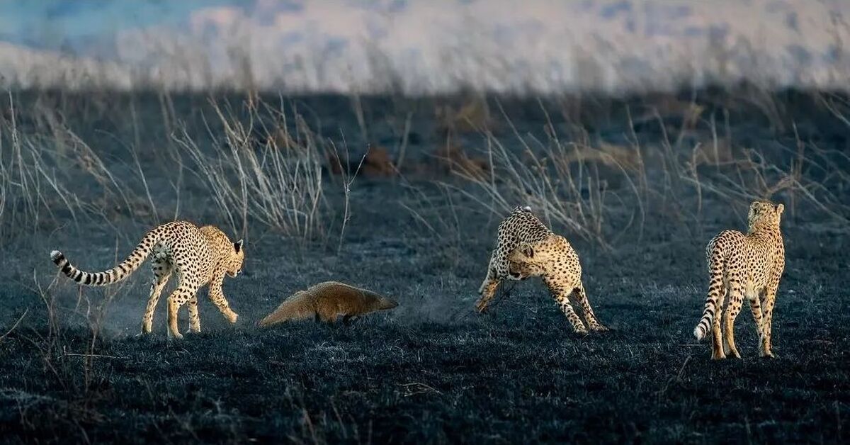 Serengeti Park Bollenson расстояние