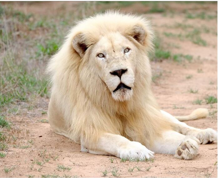 Белый Лев. Величественный Лев. Хищные животные белый Лев. Белый Лев фото. Скучающий лев