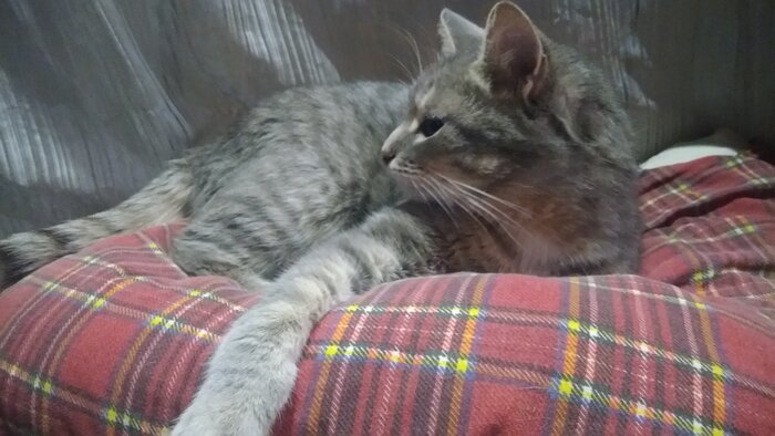 Красивый кот