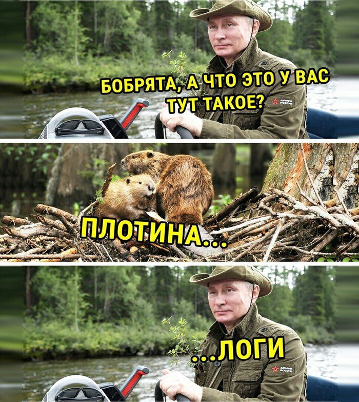 Про бобрят