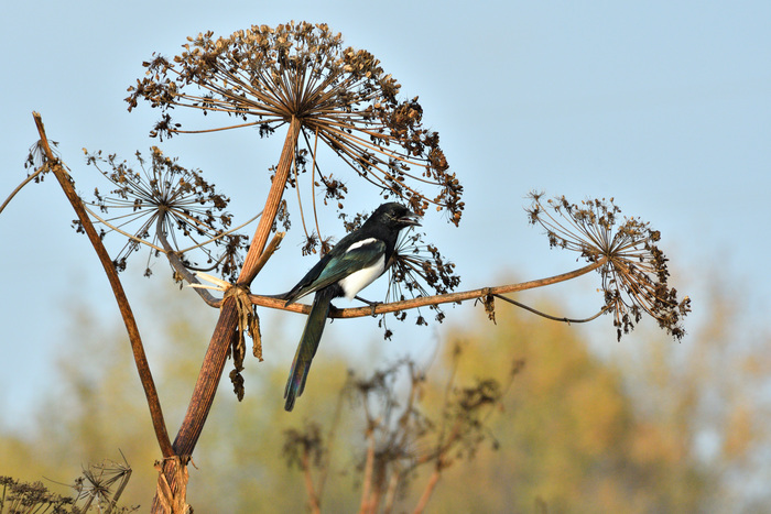 ������� ������