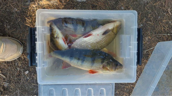 Те самые, калиброванные. Длина контейнера – 415 мм. Фото не с Куйто, поэтому тут не только окуни