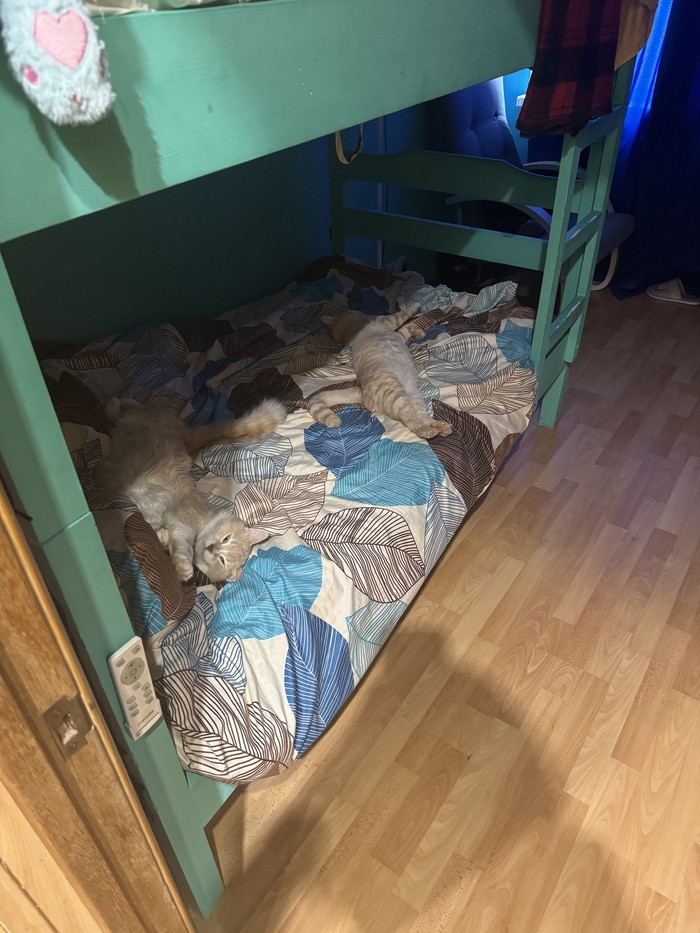 ��������� ����