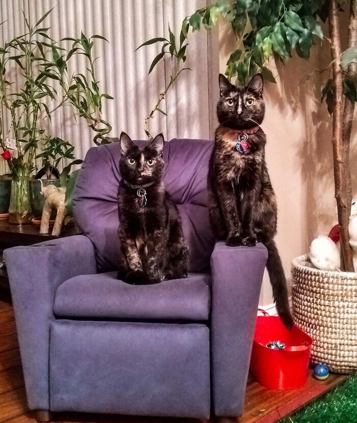 Двойная милота