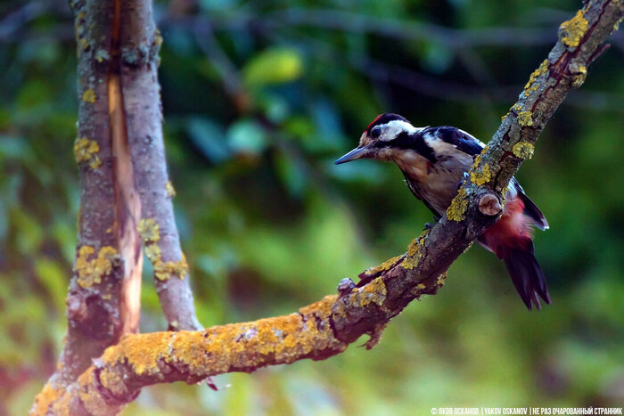 Сирийский дятел (Dendrocopos syriacus)