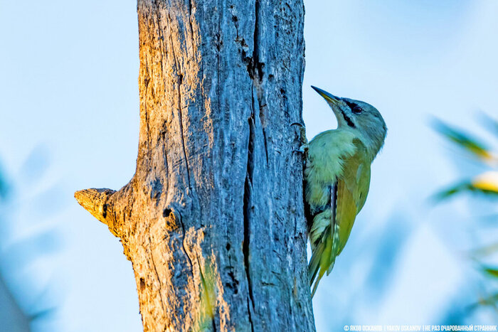 Самка седого дятла (Picus canus)