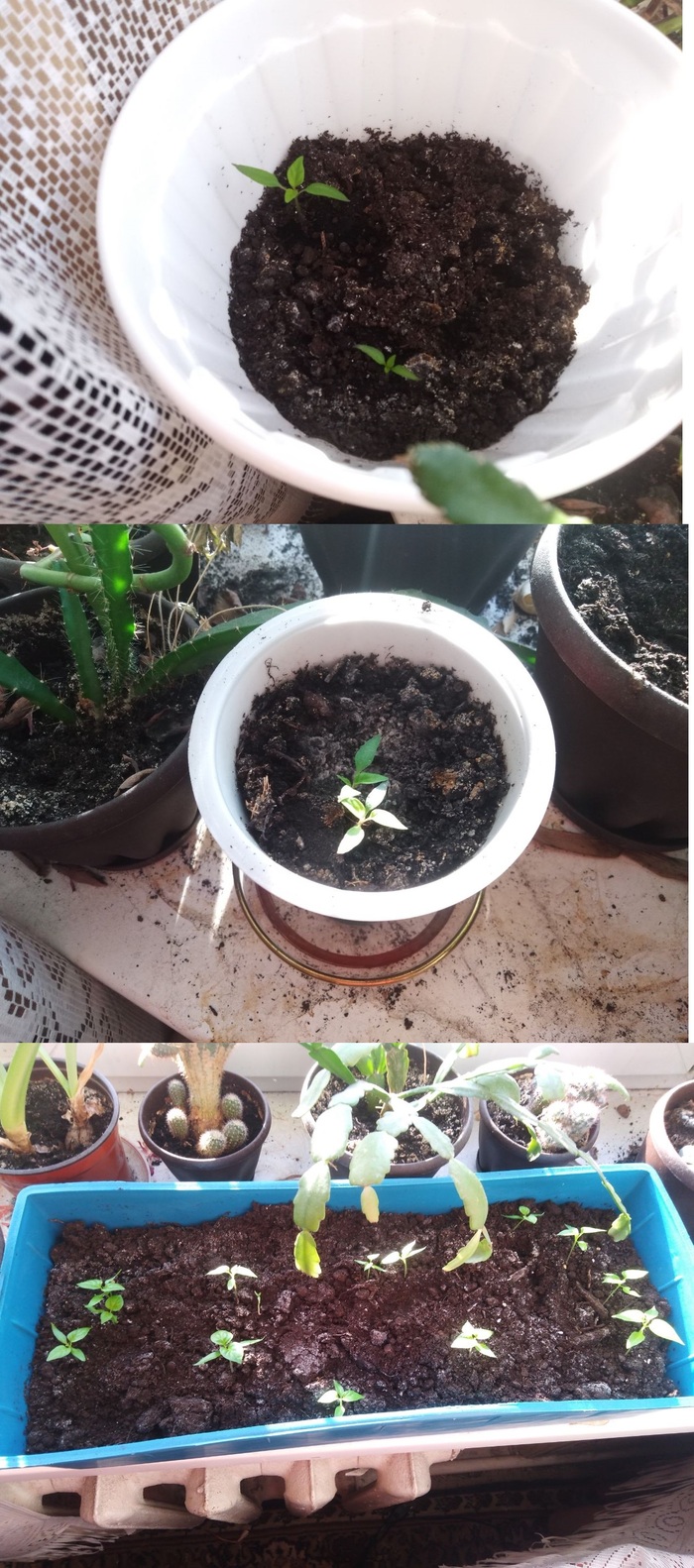 первое время рост растений вызывал тревогу, на фото 13 апреля, почти месяц после посадки в землю.