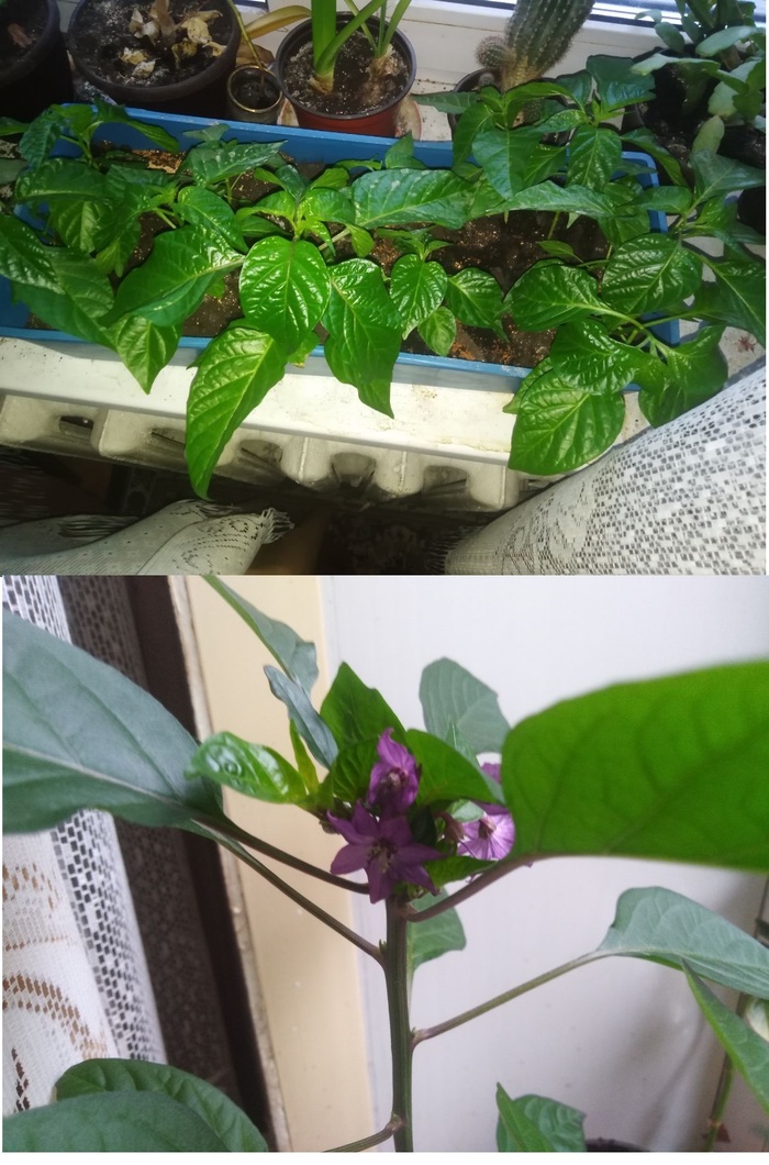 Первые числа июня, хабанеро начало расти, а дама решила зацвести.