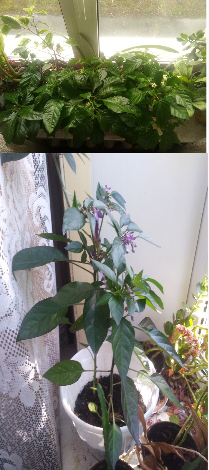 первые числа июля....