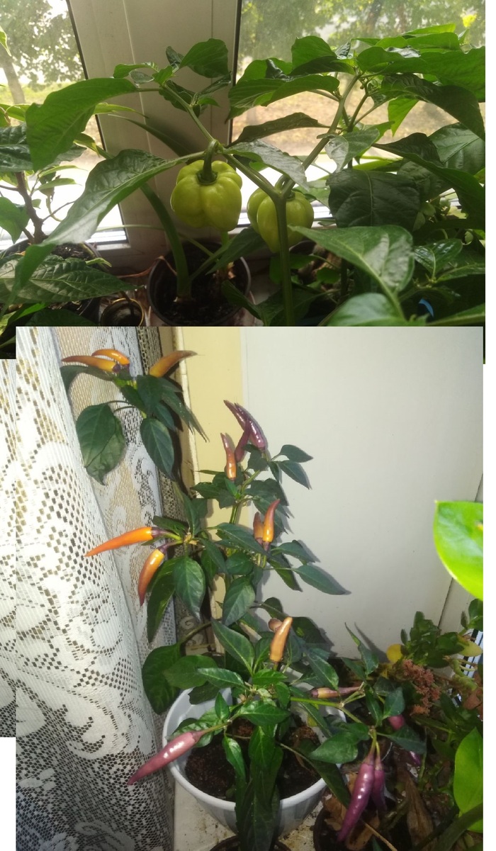 К середине августа процесс стал протекать активнее... (где-то в этот период я еще выкосил часть кустов хабанеро, оставив 4 самых избранных персонажей.. )