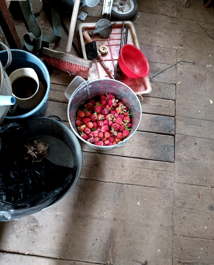 Сажал не я, но собирал я. Первый урожай через 3 недели после покупки.