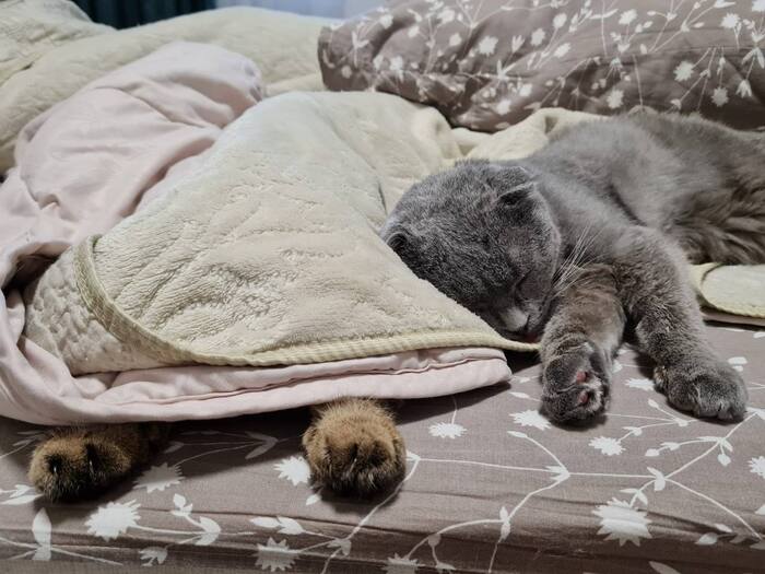 Лапки Чучи и Плюш🐾