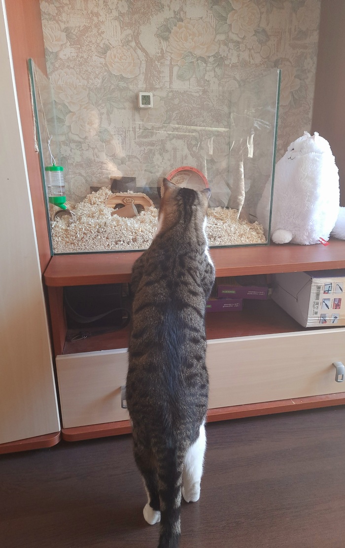 TV ,  , ,  