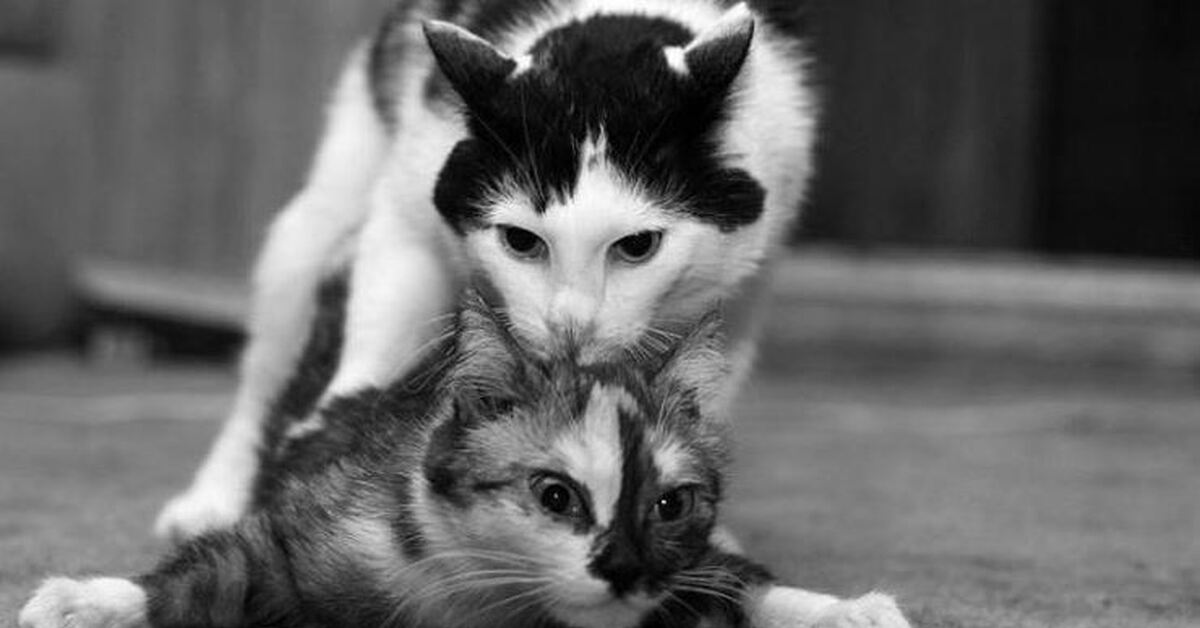 Argentina messi omar momani. Евгений онегин и владимир ленский. Изображать довольно. Виктор брегеда художник иисус. Картина счастье.