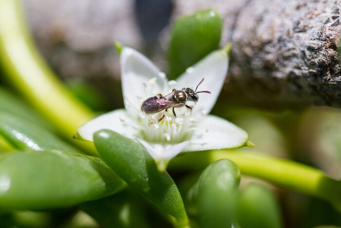 Пчела Сомбреро