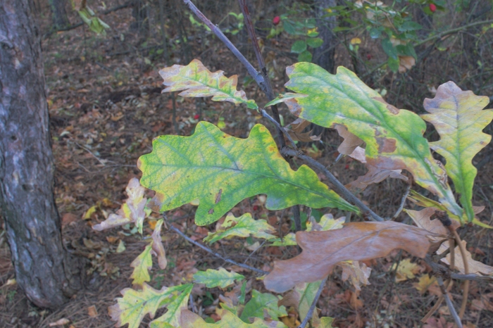 ������� �����.