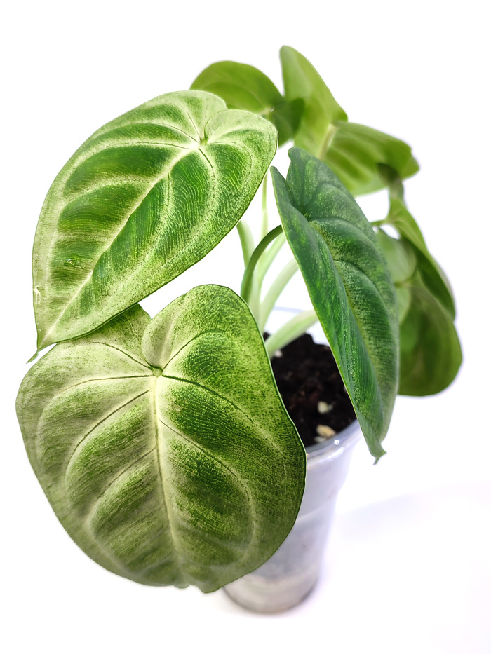 Syngonium 'Frosted Heart'