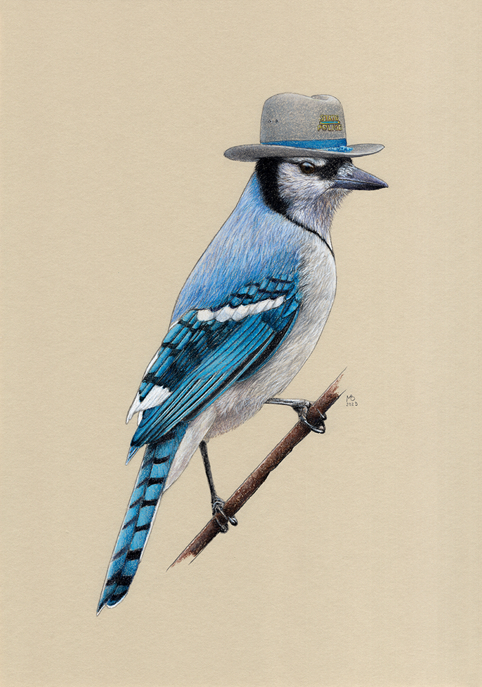 Голубая сойка в шляпе полиции штата Коннектикут (США), А4, пастельные карандаши