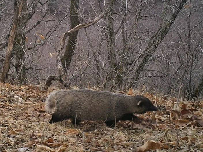 Азиатский барсук
