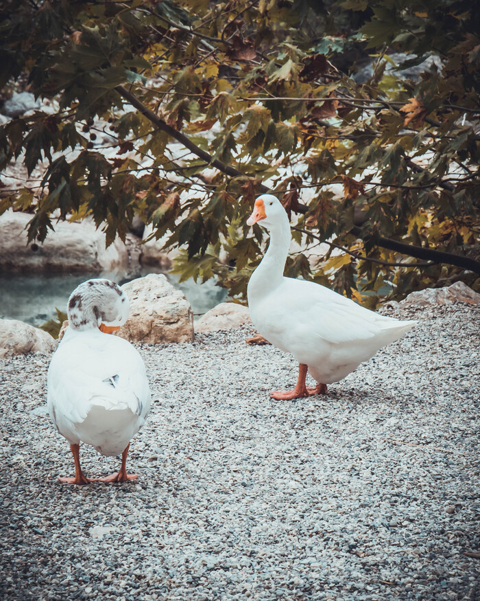 Гуси в каньоне Гейнюк