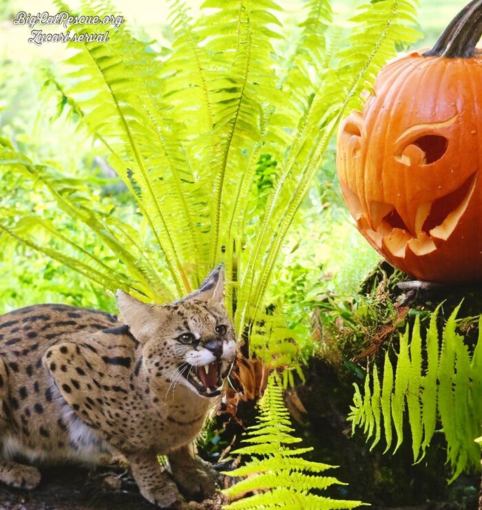 Чья улыбка страшнее?