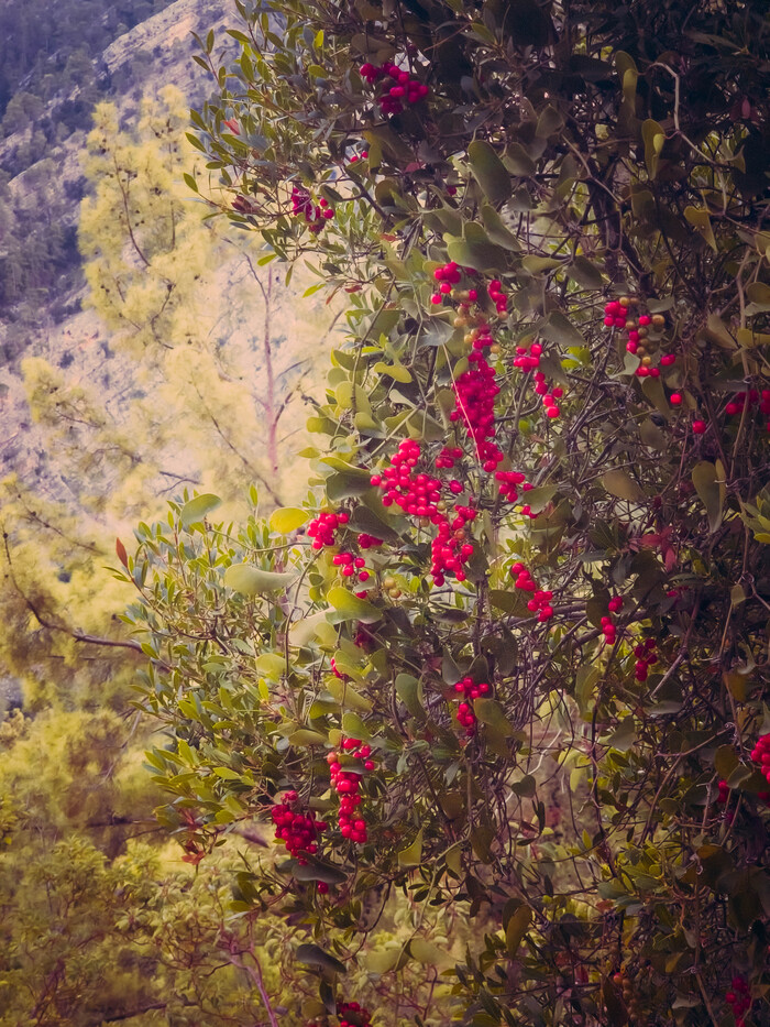 Какие-то ягоды... я их не ел.