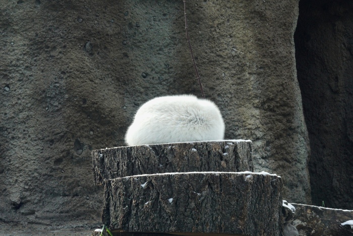 Полярная лисица, Зоопарк Пойнт Дефианс, г.Такома