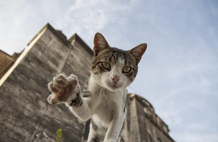 Обращение от уличных и дачных котов Кот, Защита животных, Остановитесь, Помощь