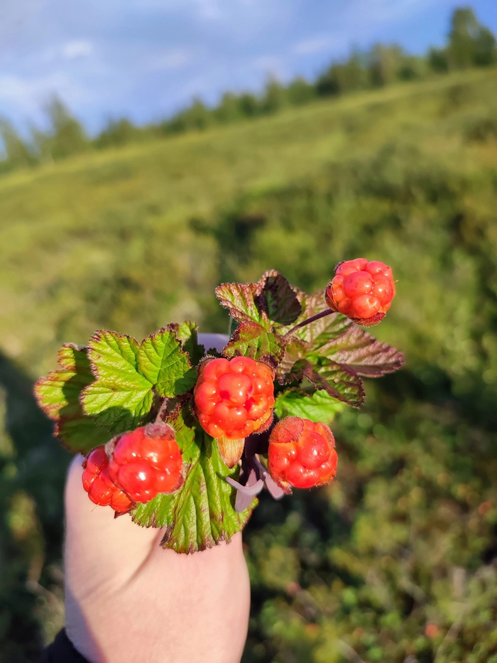 Дары Ямала | Пикабу