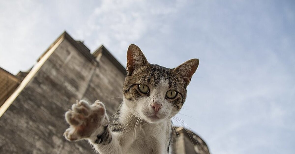 Кота аудиоверсия. Город кошек. Гордая кошка. Стамбул город кошек. Городские коты.