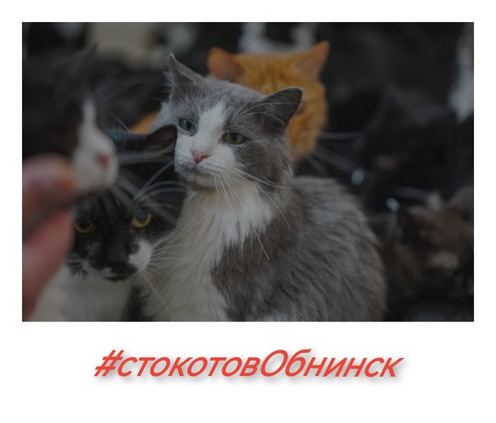 #стокотовОбнинск ищут дом Мяуканье, Погладь кота, Кот, В добрые руки, Помощь животным