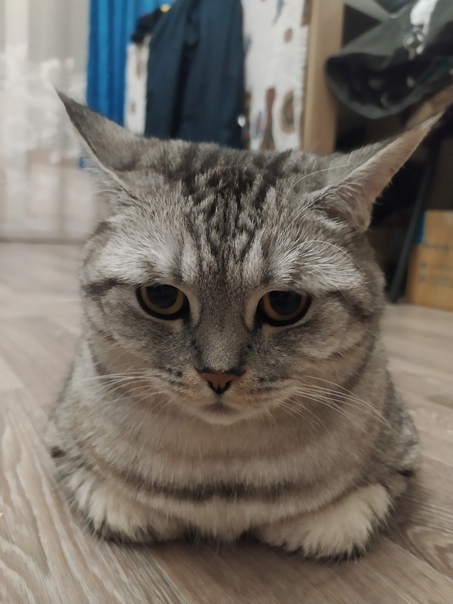 ��� ���� �������� ����������