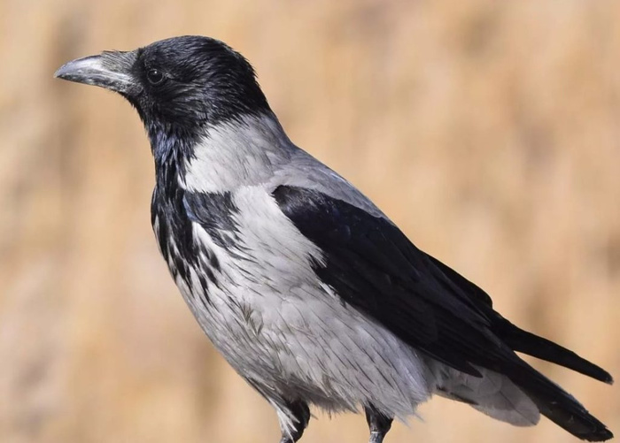 Каркуша воровка | Пикабу