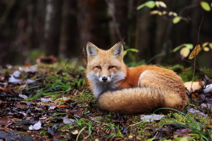 Как бы вам не хотелось покормить «бедных» и симпатичных лисичек, делать это ни в коем случае нельзя! Заканчивается это плохо