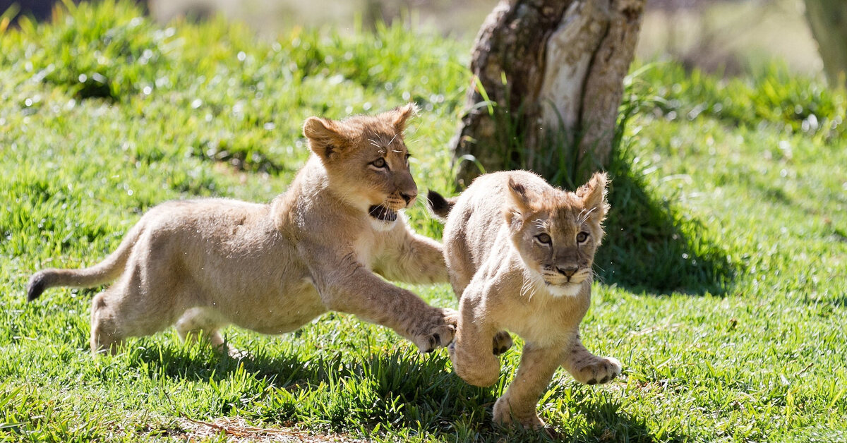 Wild animals play