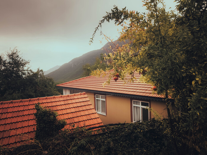 Гранатовые деревья