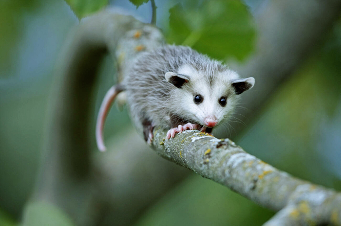 Арифмометр есть ?