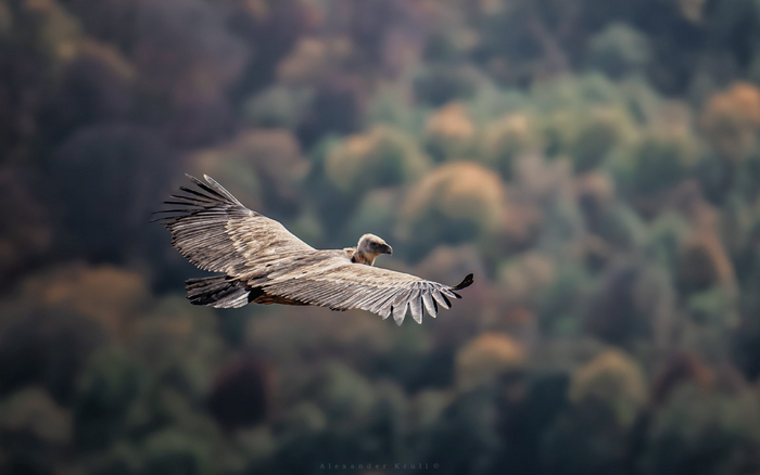 Белоголовый сип старается не упускать из виду фотографа в то время, как тот снимает его полёт