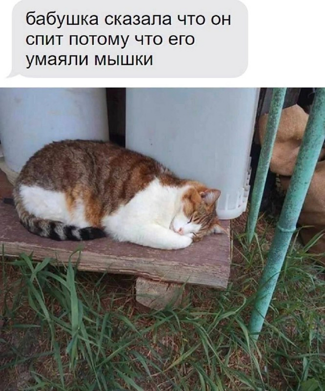  Telegram (), , ,   , 