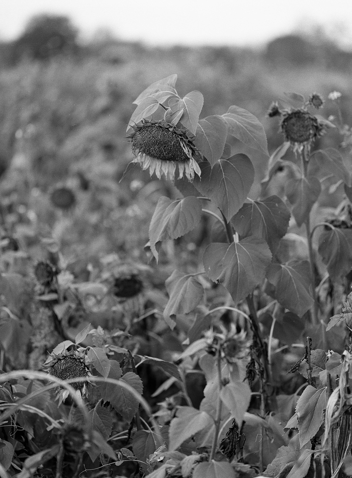 Mamiya 645AFD Sekor AF 80/2.8 Ilford HP5+