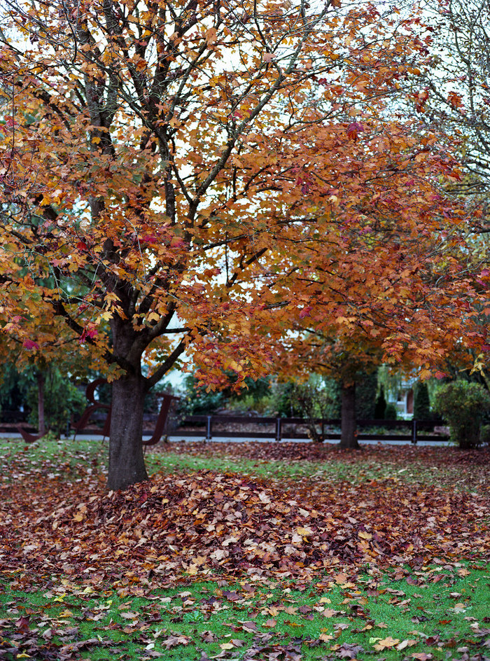 Mamiya 645AFD Sekor AF 80/2.8 Ektar 100