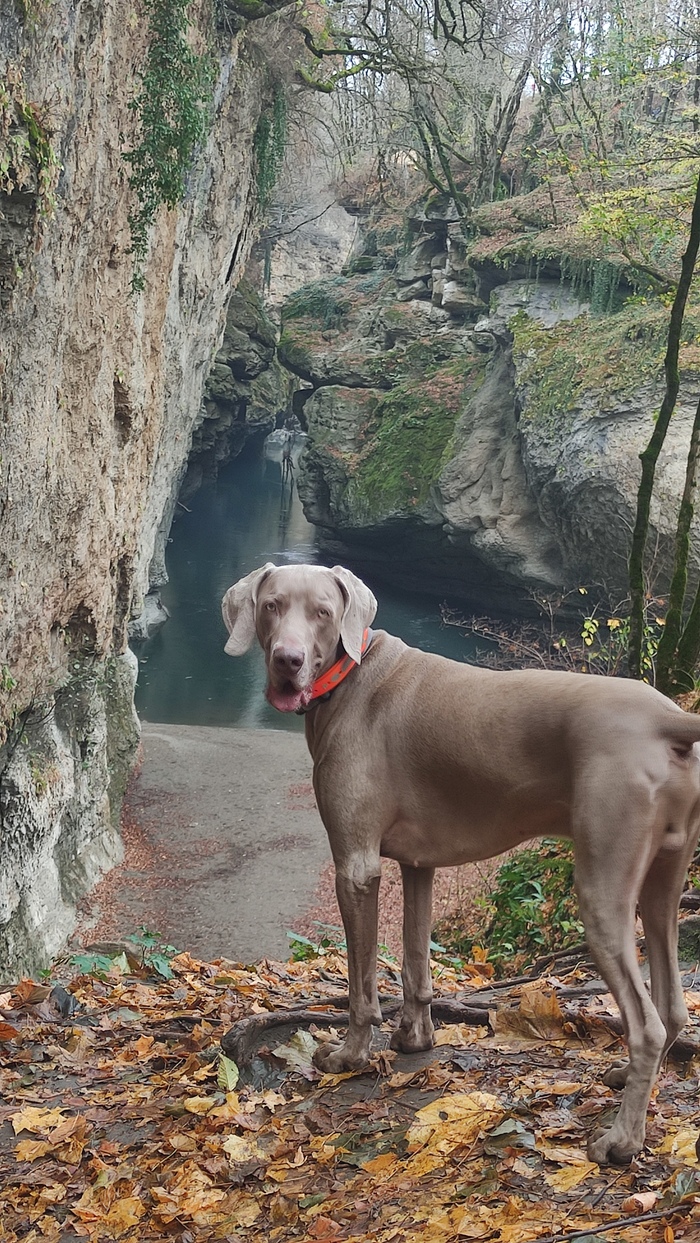 А вы спрашиваете разрешение сфотографировать собачку?