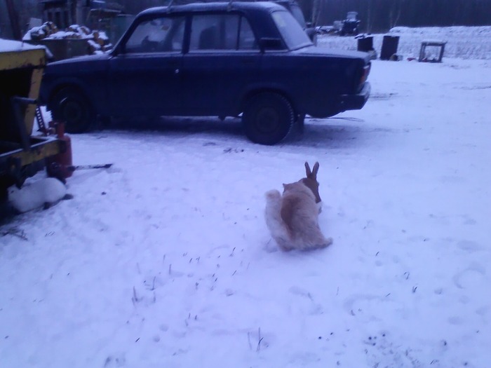 Кролик не пострадал)